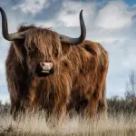 I Migliori integratori sessuali per uomo