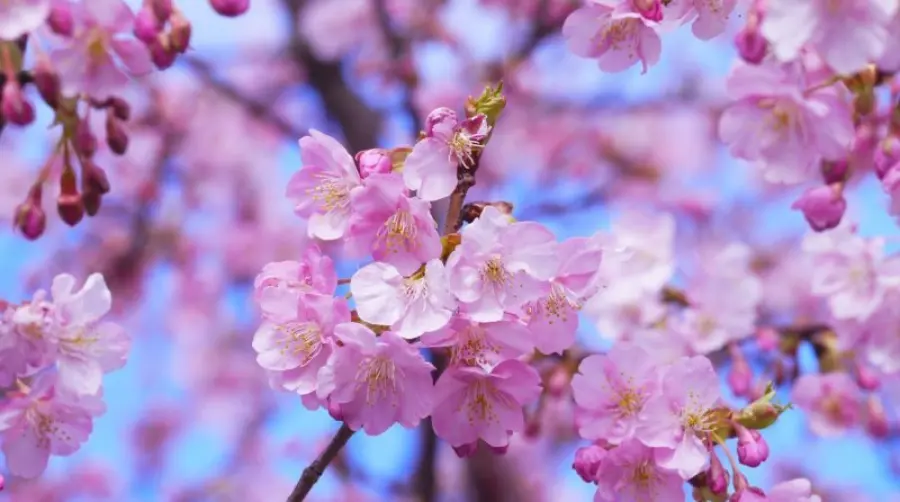 La fioritura dei ciliegi in Giappone 2020