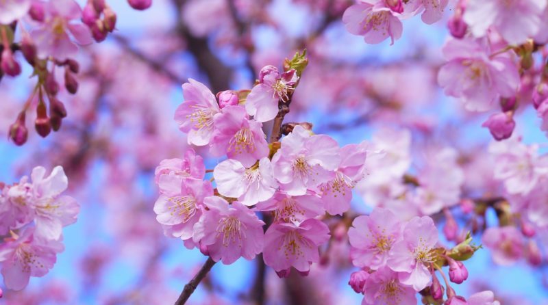 La fioritura dei ciliegi in Giappone 2020