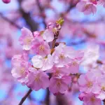 La fioritura dei ciliegi in Giappone 2020