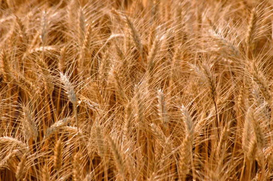 ￼EGOInternational, il food Made in Italy conquista i mercati esteri￼￼