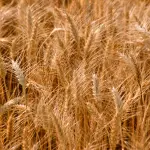 ￼EGOInternational, il food Made in Italy conquista i mercati esteri￼￼